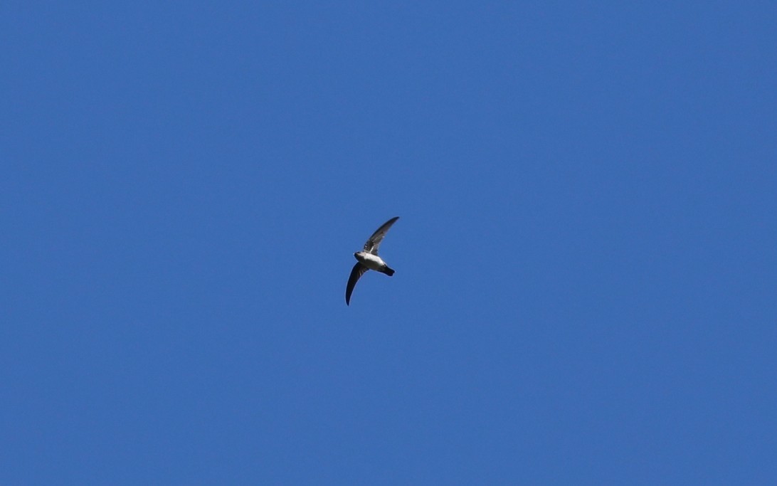 Ridgetop Swiftlet - ML633268261