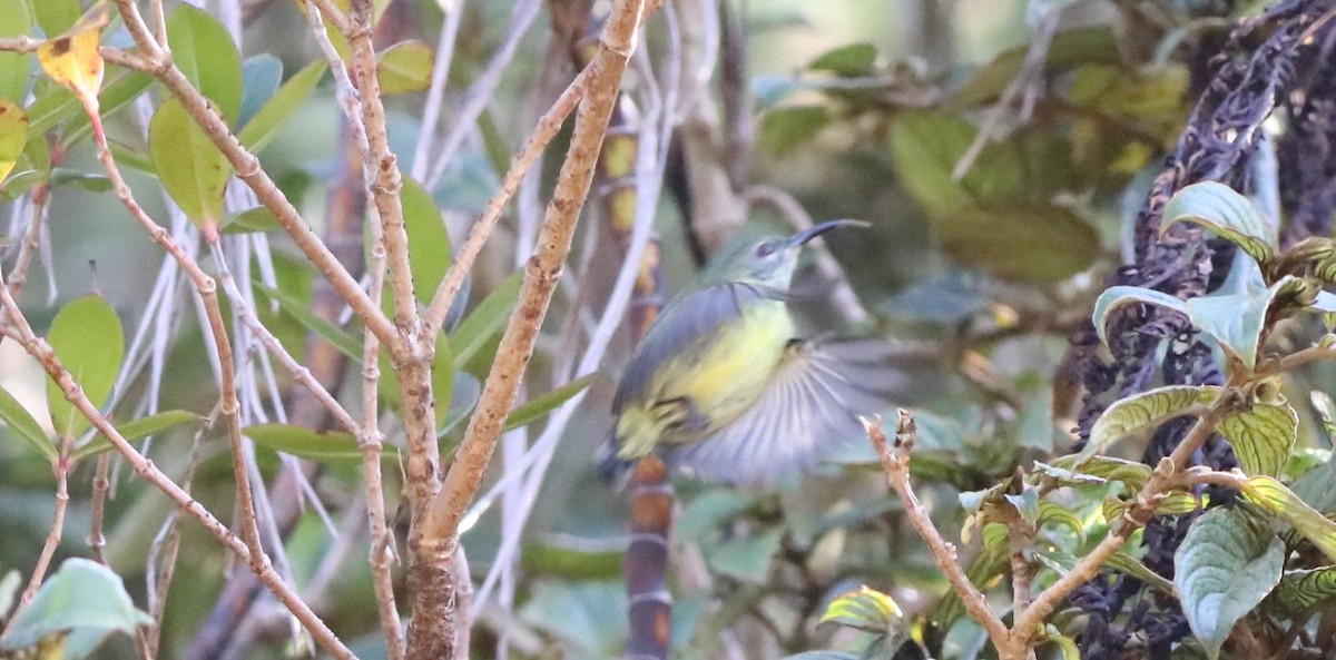 Metallic-winged Sunbird (Luzon) - ML633268279