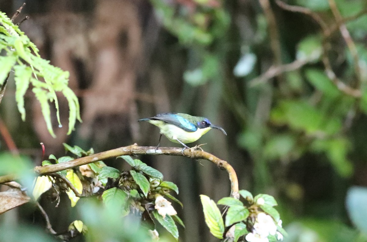 Metallic-winged Sunbird (Luzon) - ML633268281