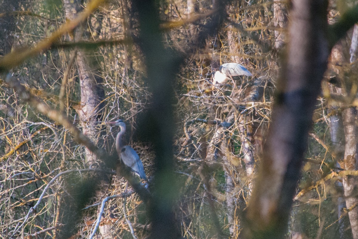 Gray Heron - ML633268299