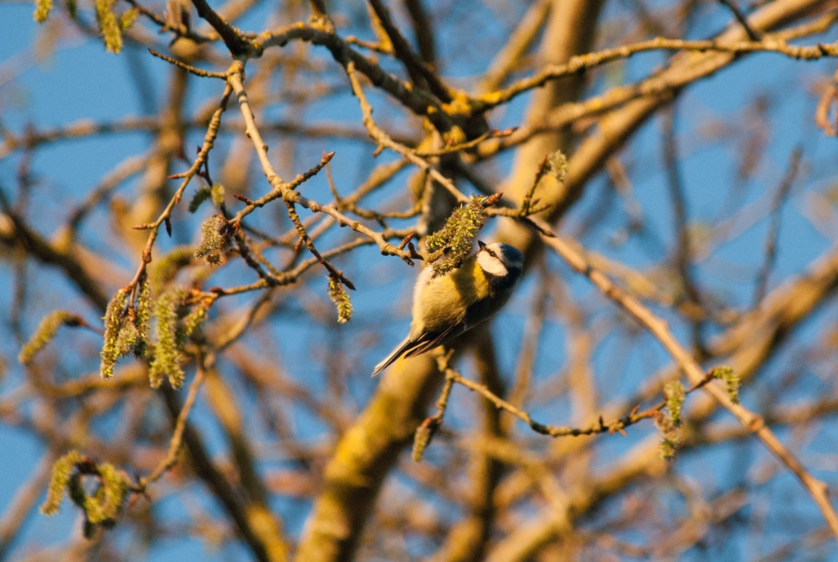Eurasian Blue Tit - ML633268322
