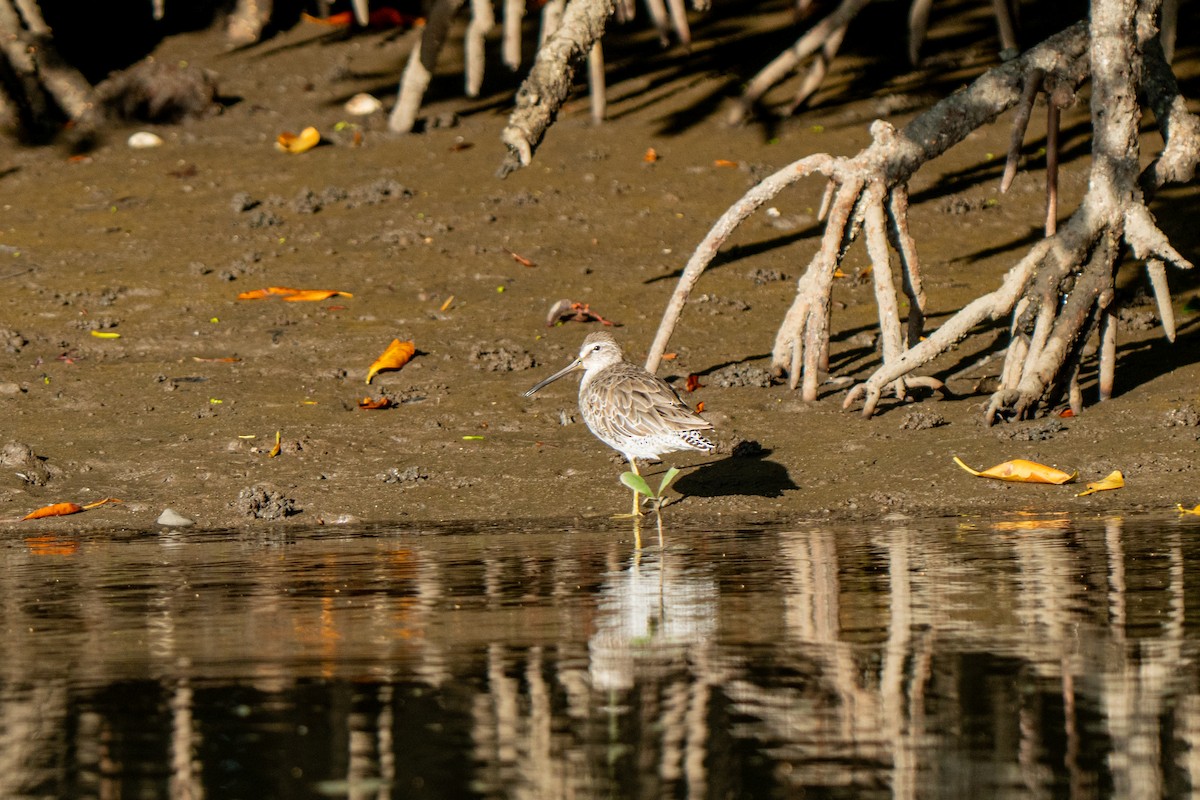 Short-billed Dowitcher - ML633268334