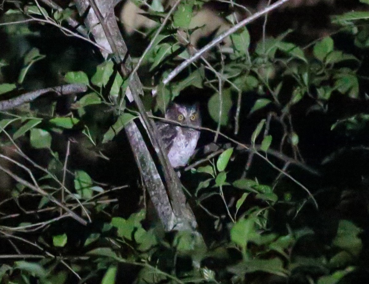 Luzon Scops-Owl - ML633268338