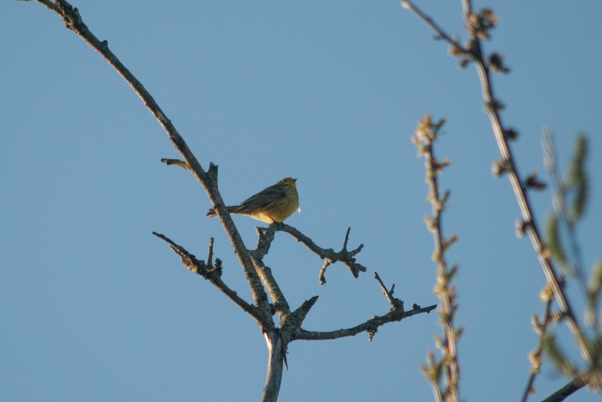 Yellowhammer - ML633268370