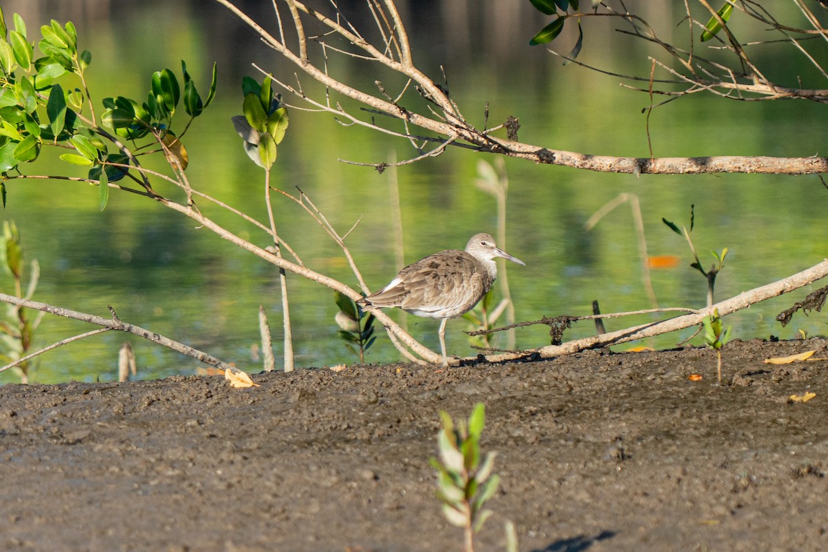 Short-billed Dowitcher - ML633268386