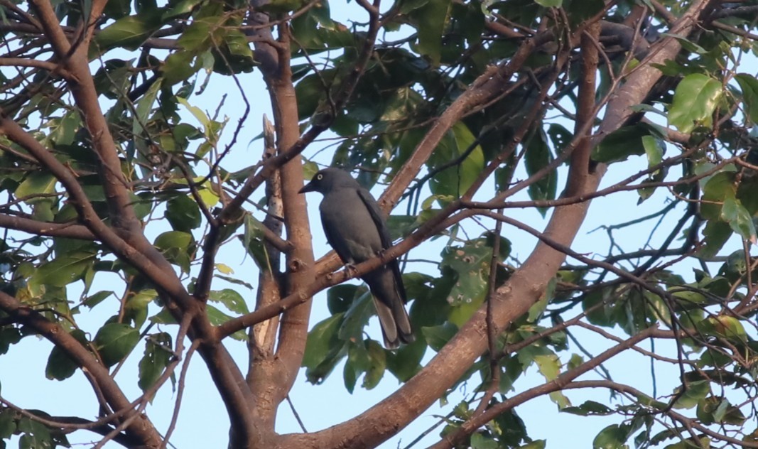 Bar-bellied Cuckooshrike (Philippine) - ML633268391