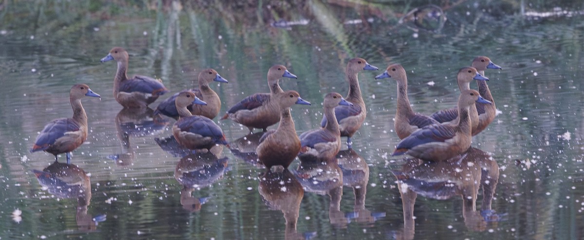 Dendrocygne siffleur - ML633268392