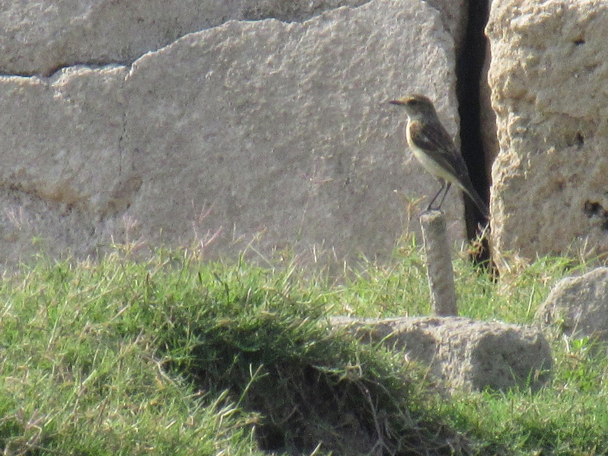 Siberian Stonechat - ML633268576