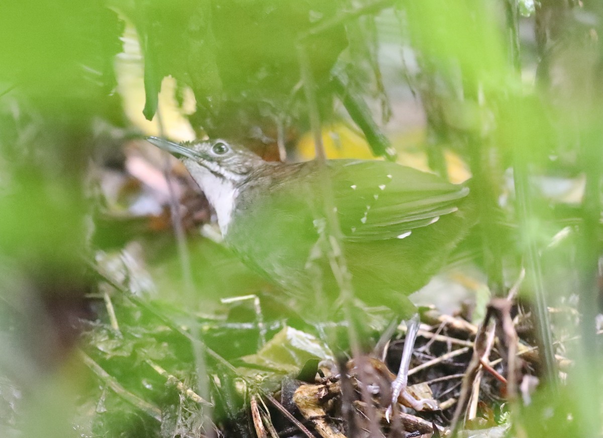 Bicol Ground-Warbler - ML633268594