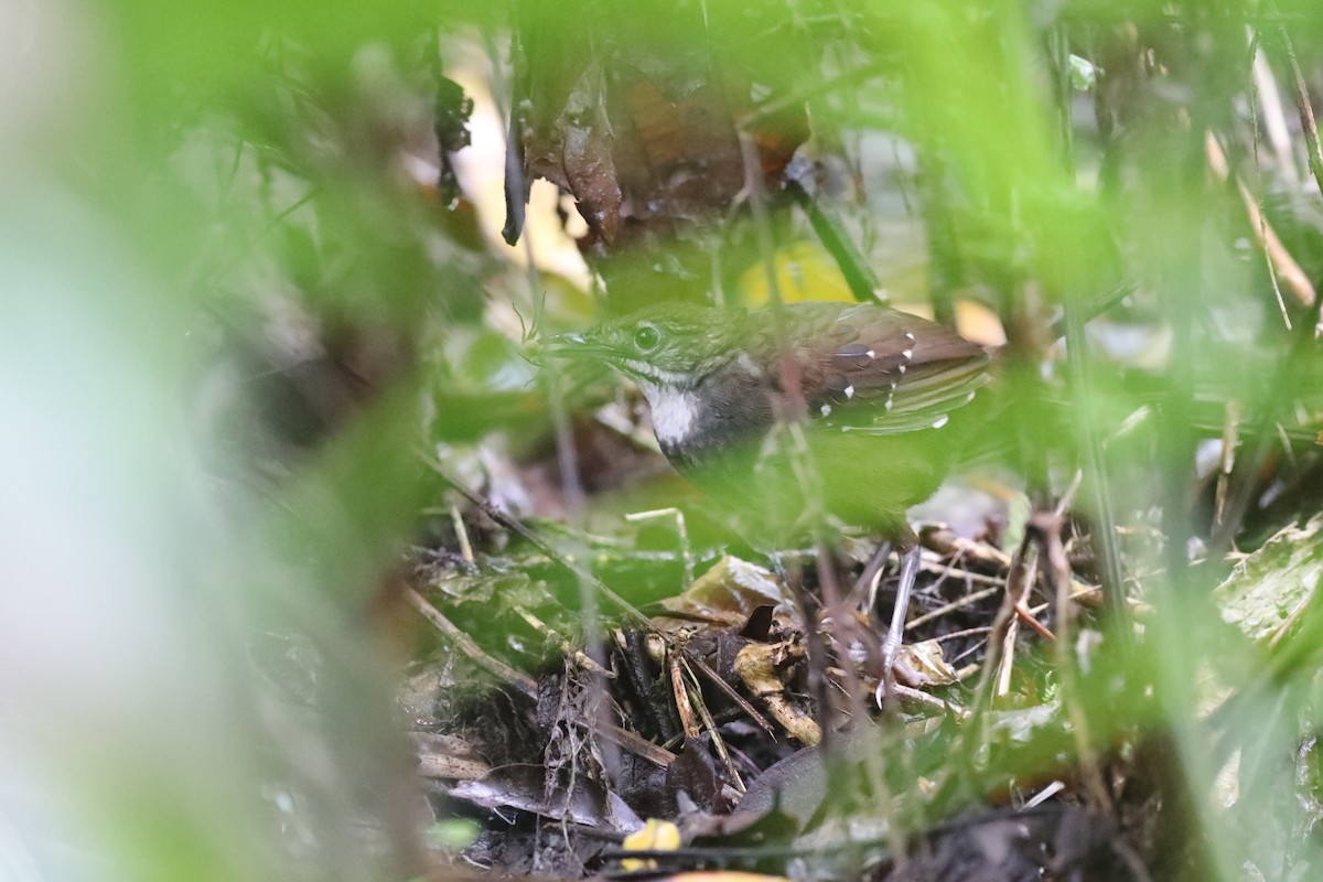 Bicol Ground-Warbler - ML633268601