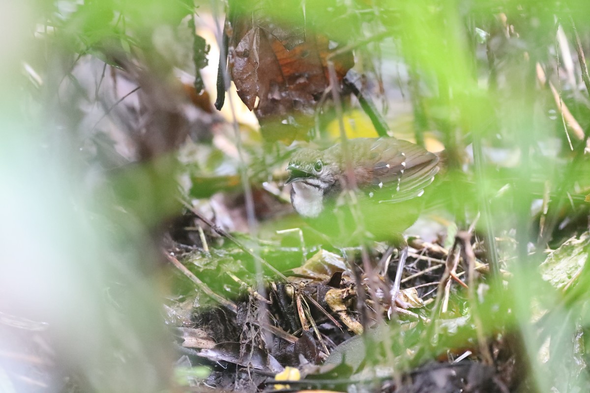 Bicol Ground-Warbler - ML633268613