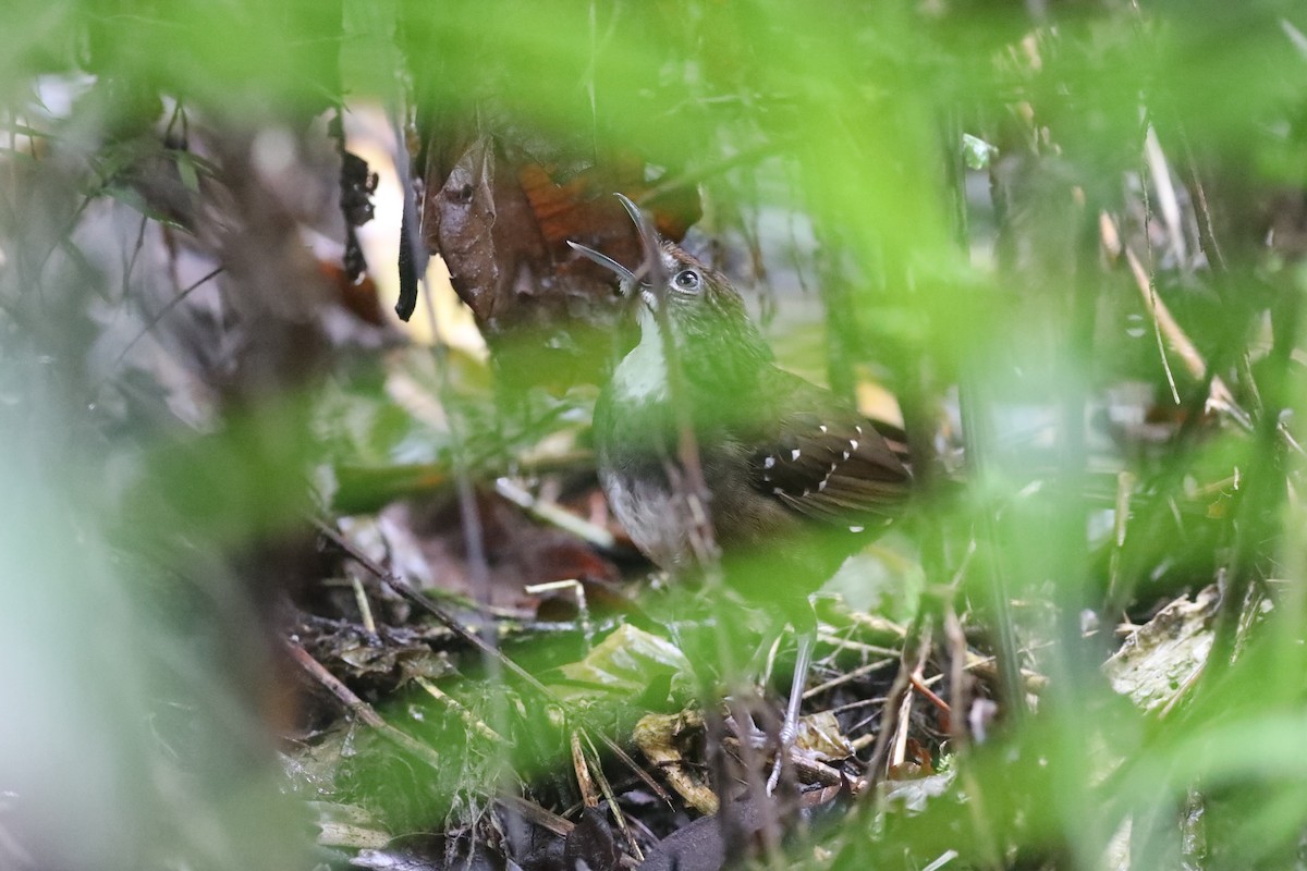 Bicol Ground-Warbler - ML633268620