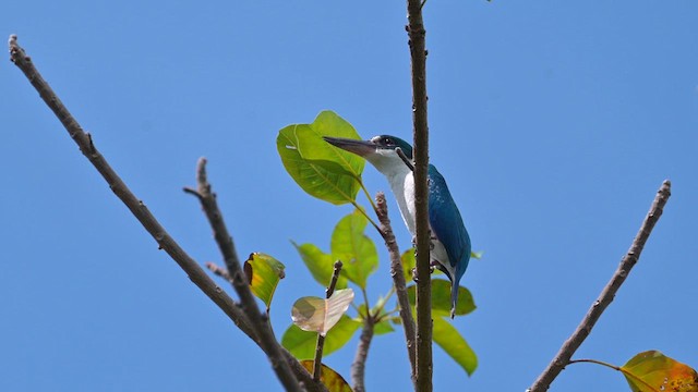 Collared Kingfisher - ML633268622