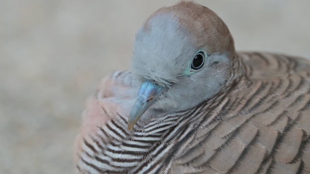 Zebra Dove - ML633268624