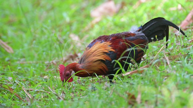 Red Junglefowl - ML633268641
