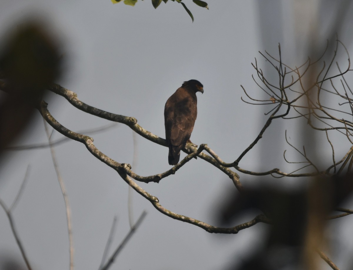 Crested Serpent-Eagle - ML633268754