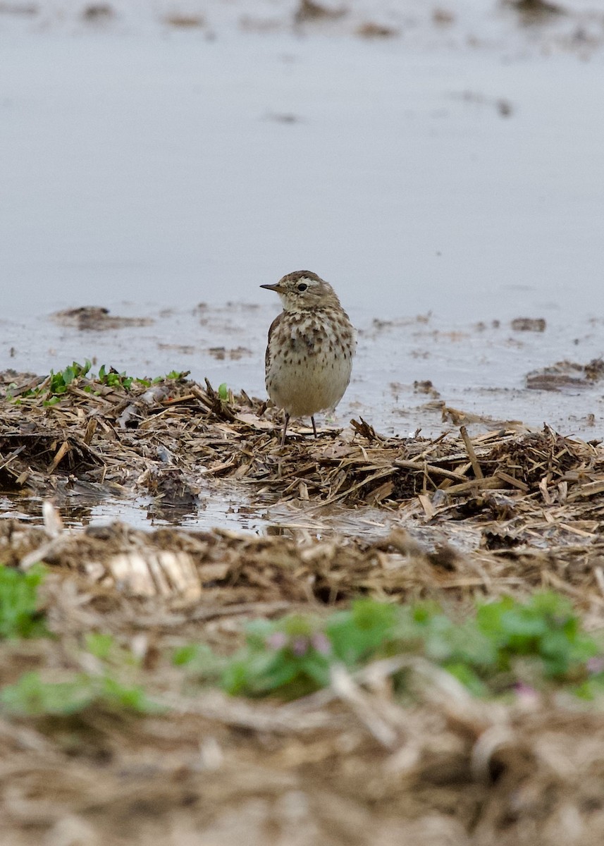 American Pipit - Jon Cefus