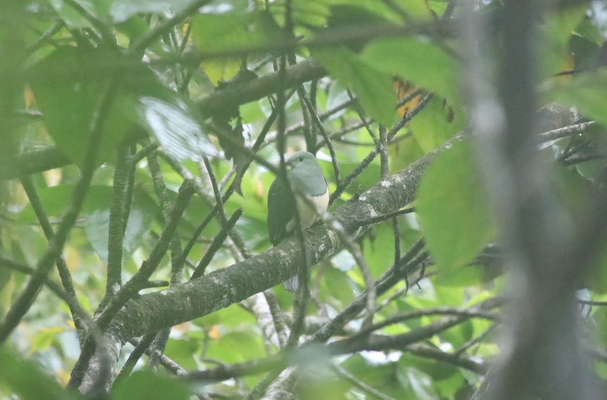 Cream-breasted Fruit-Dove - ML633268776