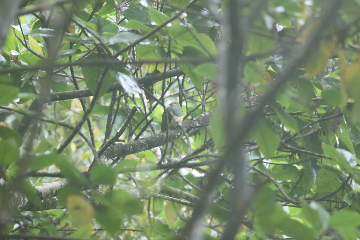 Cream-breasted Fruit-Dove - ML633268780
