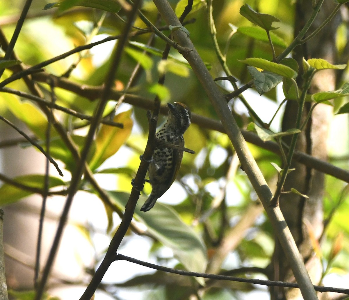 Speckled Piculet - ML633268785
