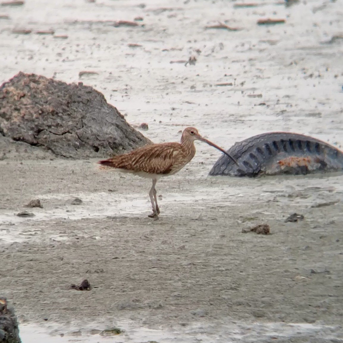 Eurasian Curlew - Moe Alqallaf