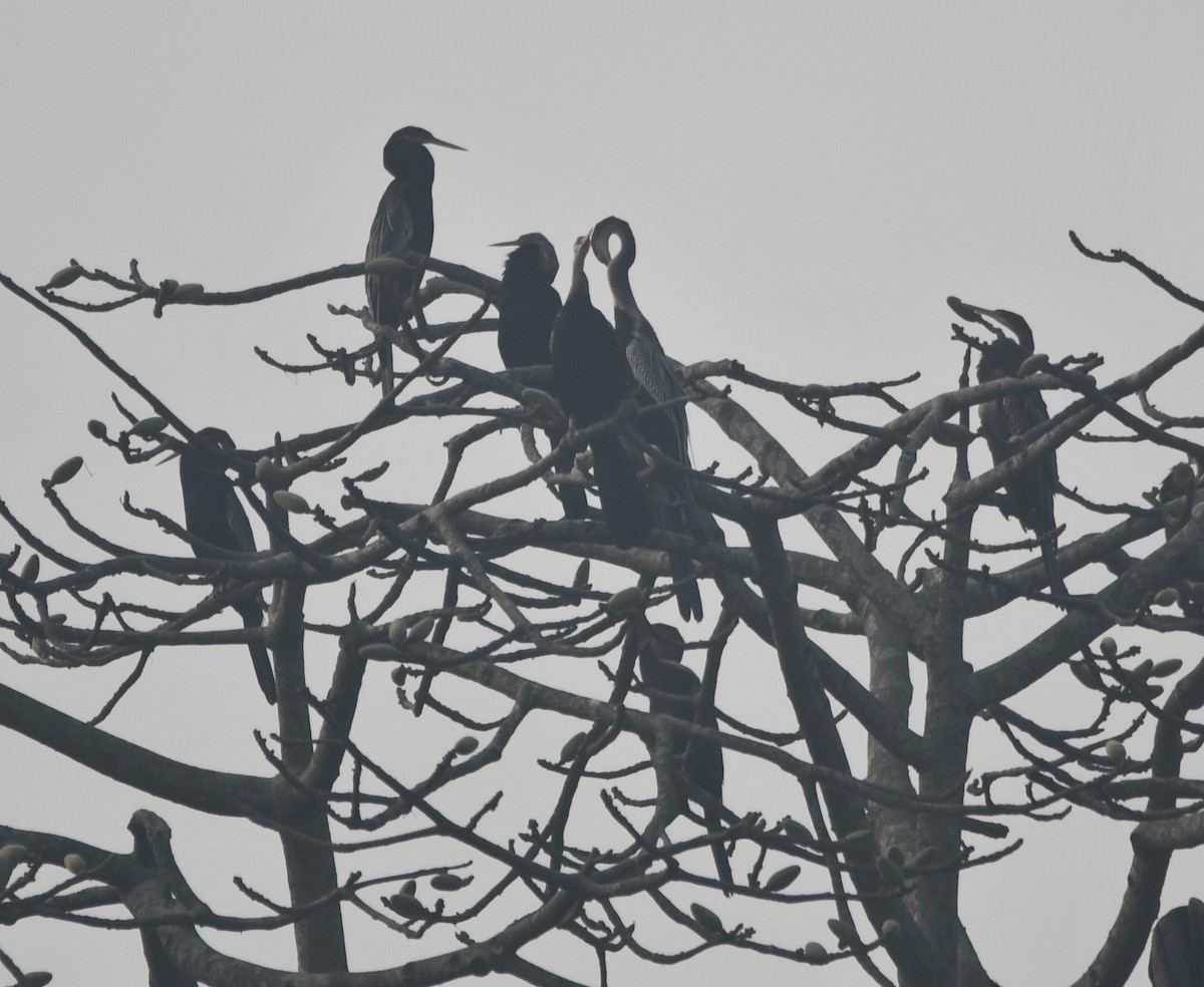 Oriental Darter - ML633268907