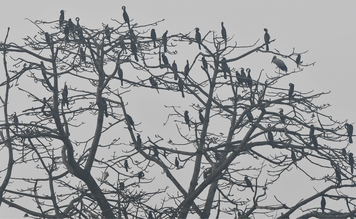 Oriental Darter - ML633268908