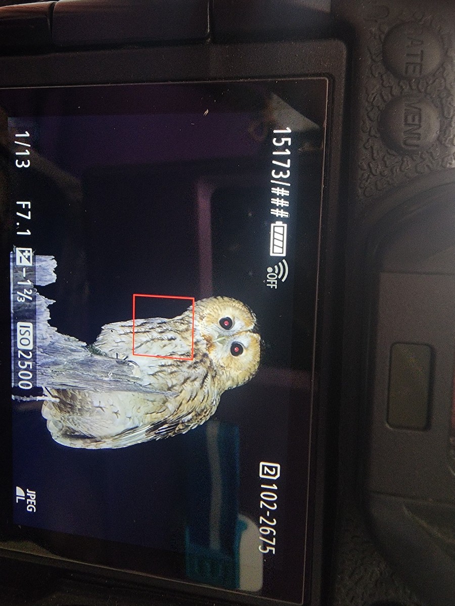 Tawny Owl - ML633268912
