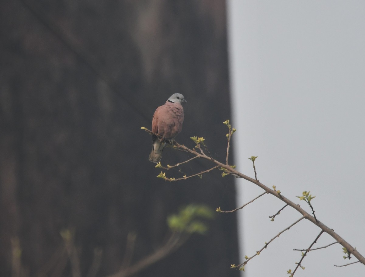 Red Collared-Dove - ML633268924