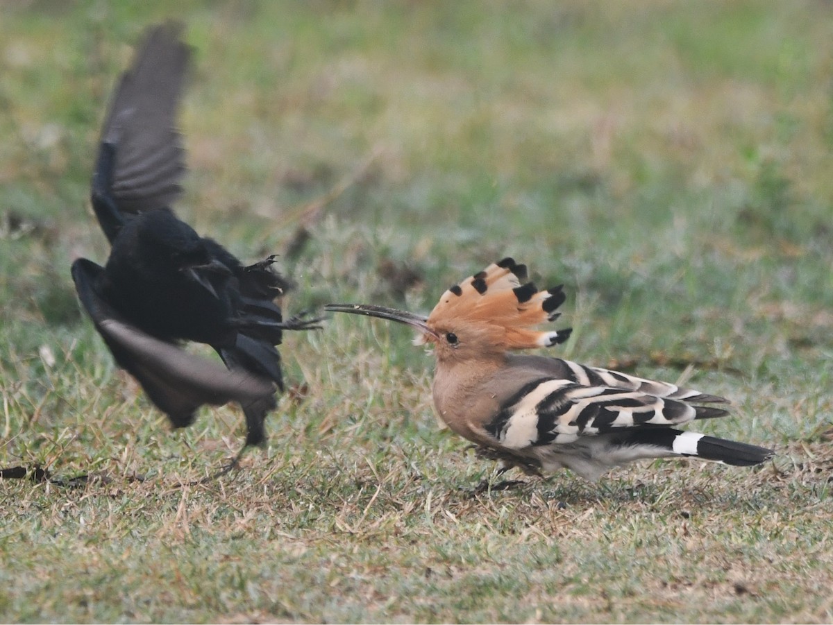 Common Hoopoe - ML633268939