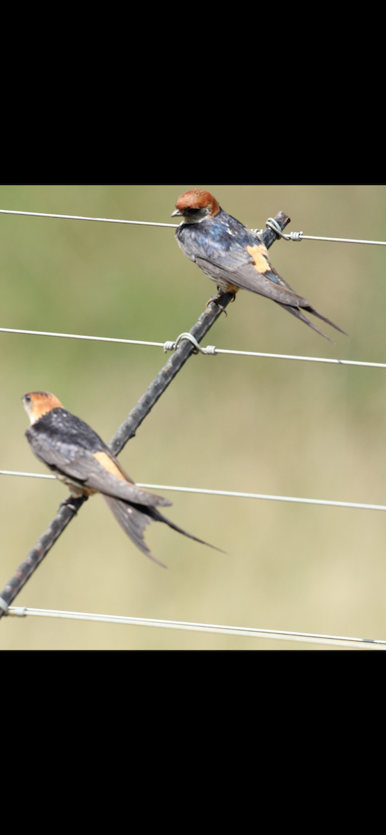 Greater Striped Swallow - ML633268964