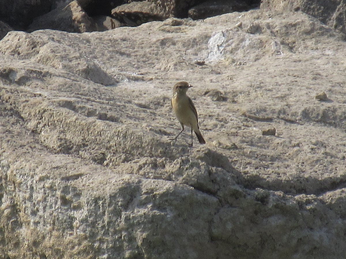 Siberian Stonechat - ML633268988
