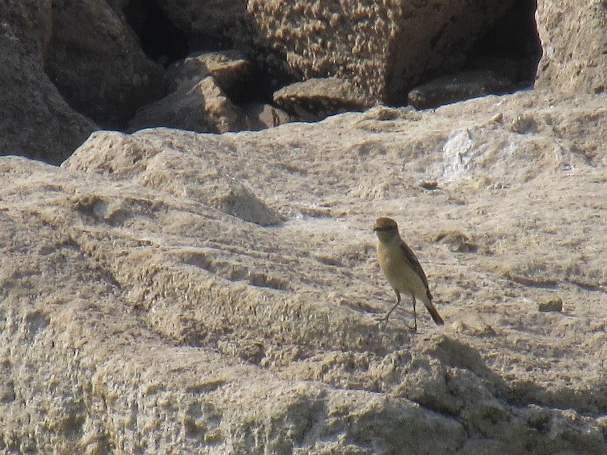 Siberian Stonechat - ML633268989