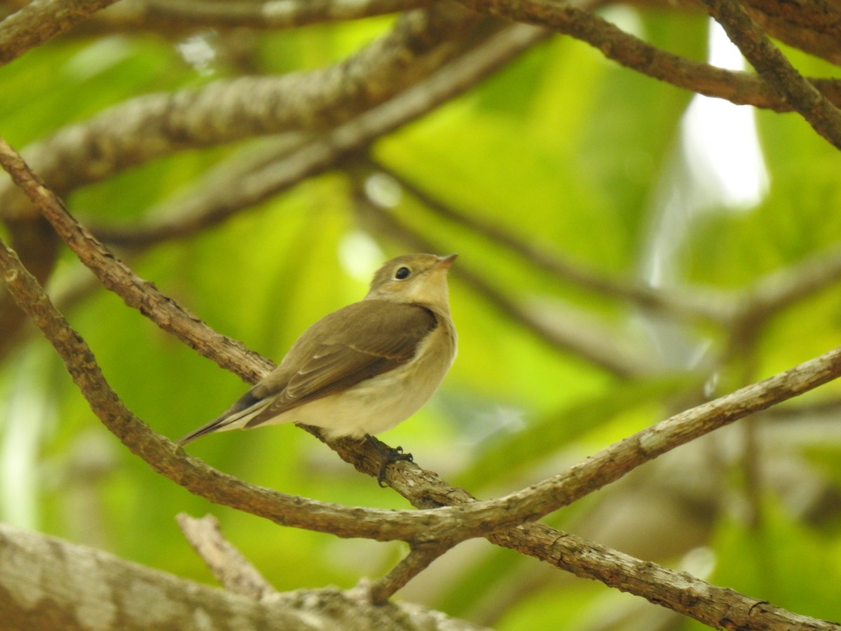 Red-breasted Flycatcher - ML633269243