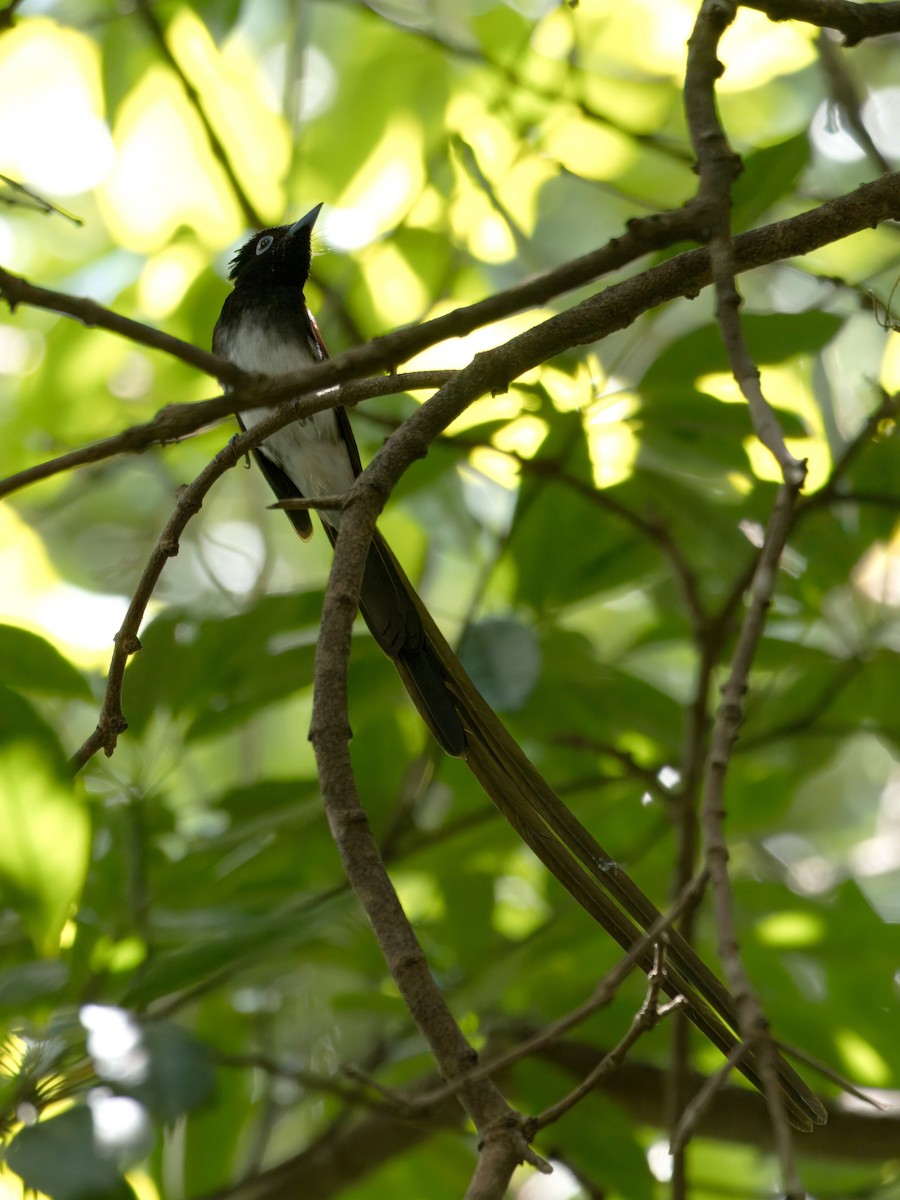 Black Paradise-Flycatcher - ML633269258
