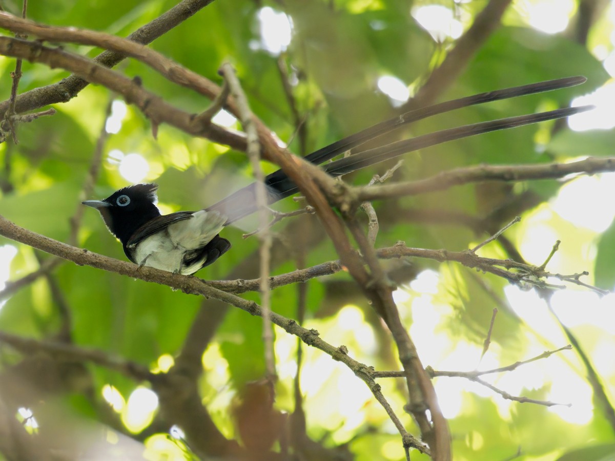 Black Paradise-Flycatcher - ML633269262
