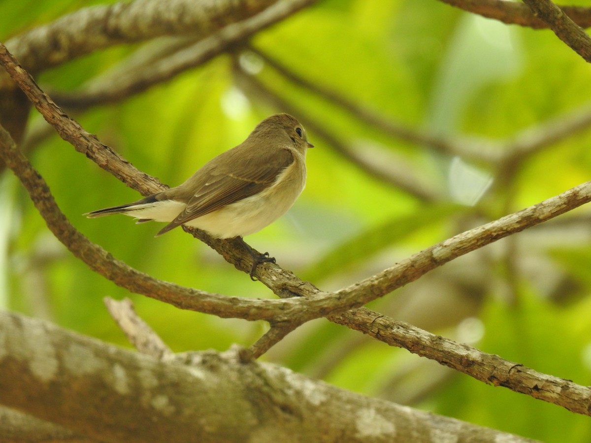 Red-breasted Flycatcher - ML633269267