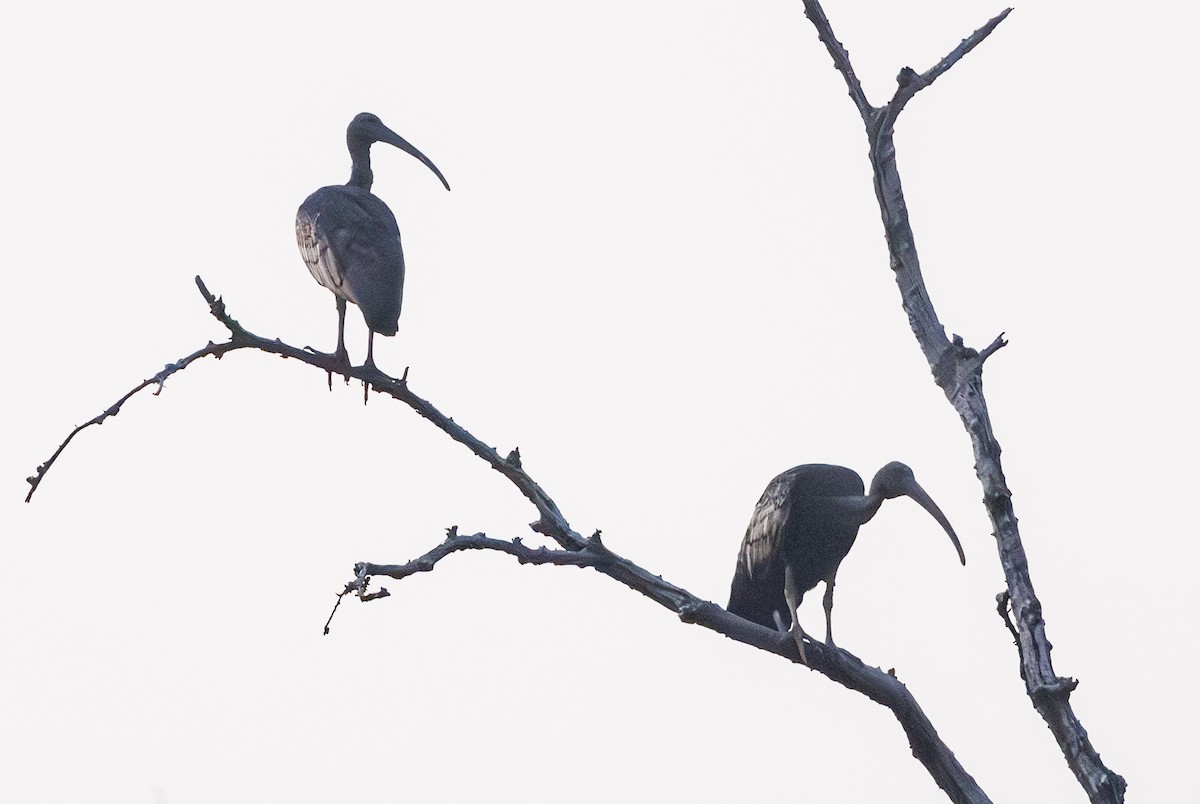 Giant Ibis - ML633269270