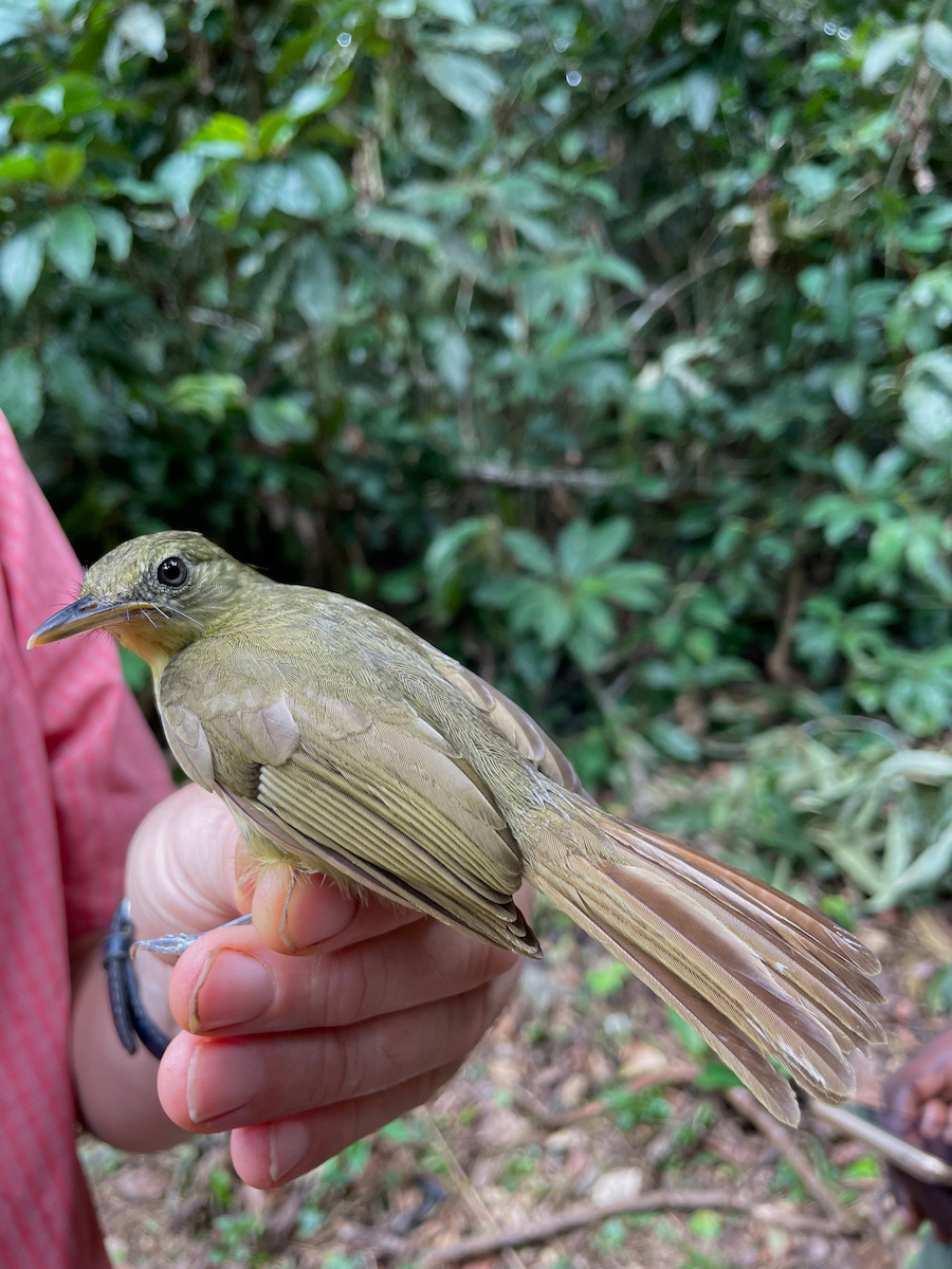 Xavier's Greenbul - ML633269299