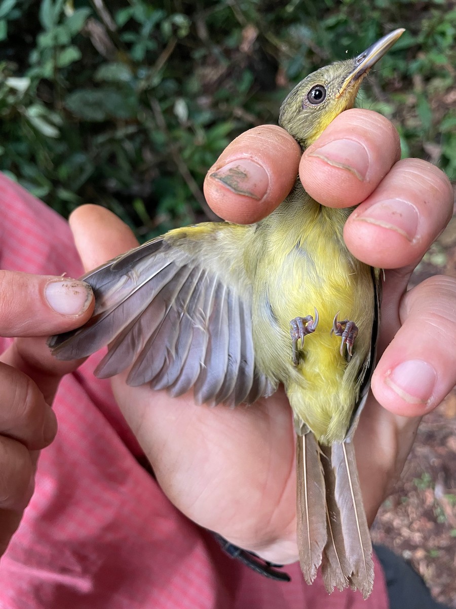 Xavier's Greenbul - ML633269300