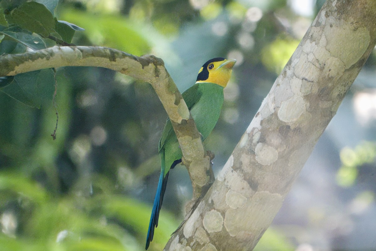 Long-tailed Broadbill - ML633269309