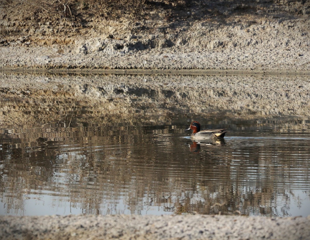 Green-winged Teal - ML633269339