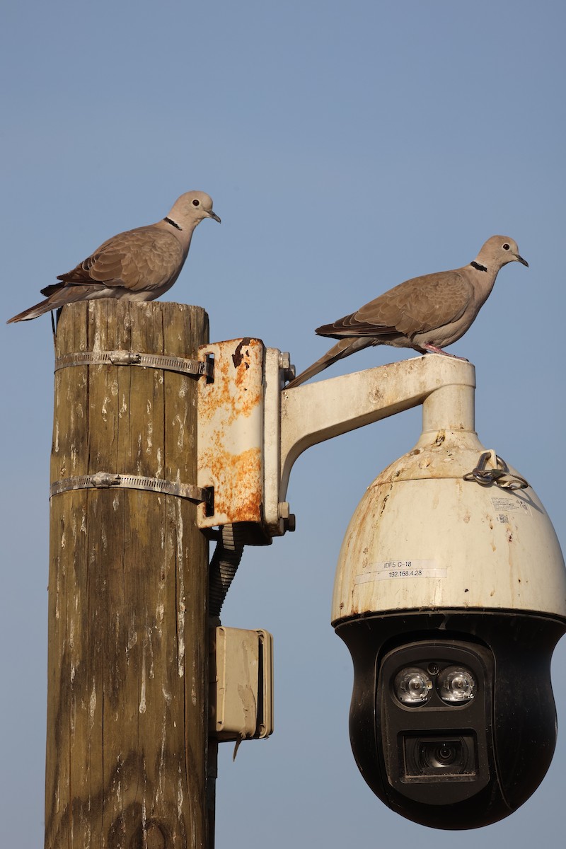 Eurasian Collared-Dove - ML633269343