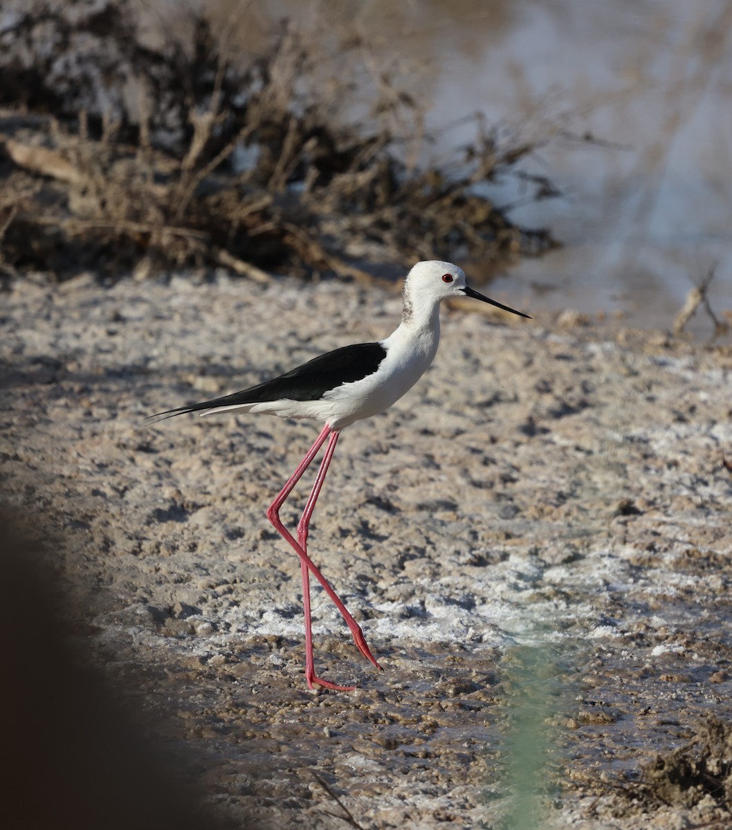 Black-winged Stilt - ML633269349