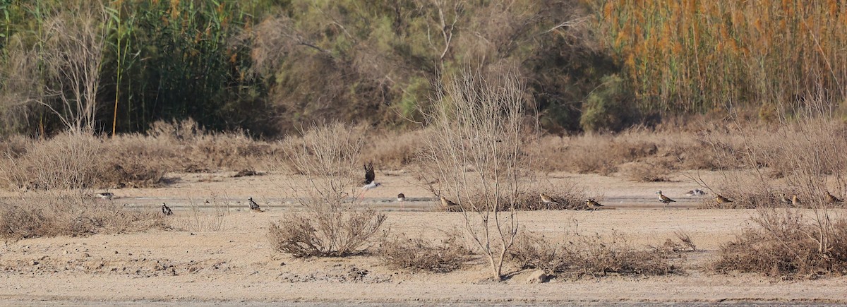 Black-bellied Plover/golden-plover sp. - ML633269352