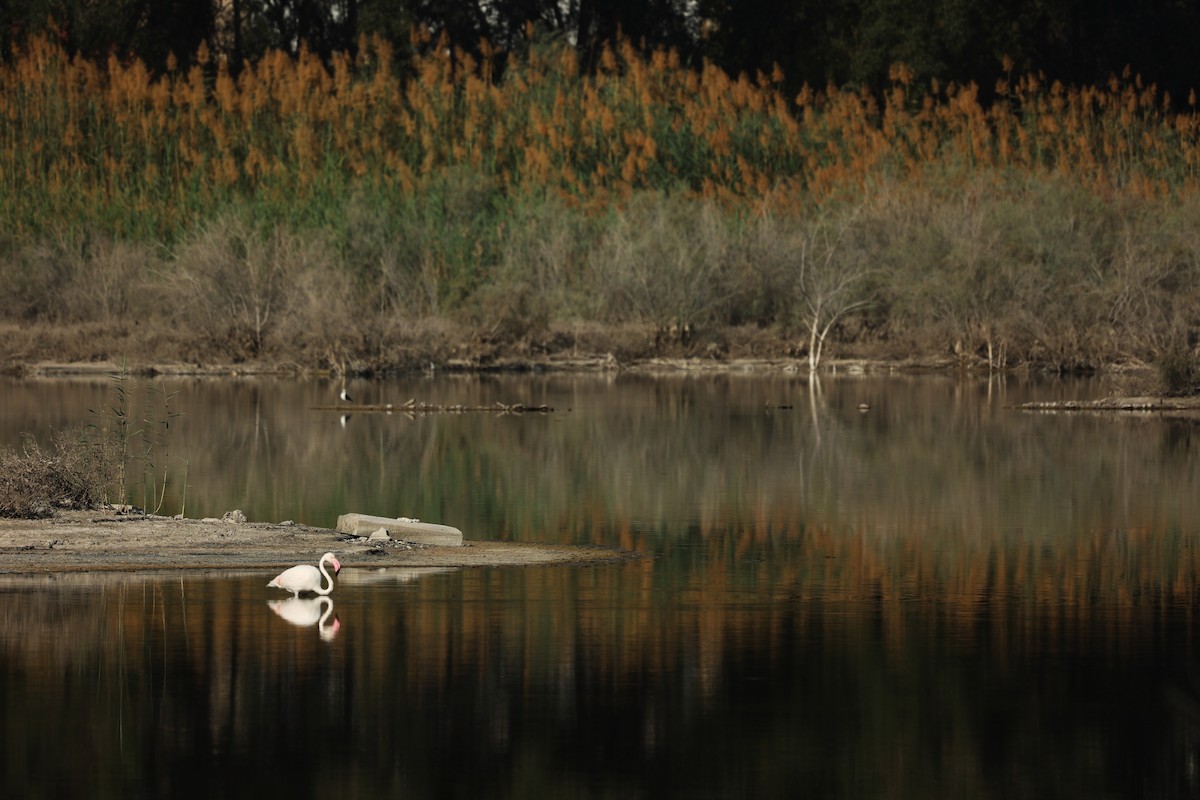 Greater Flamingo - ML633269356