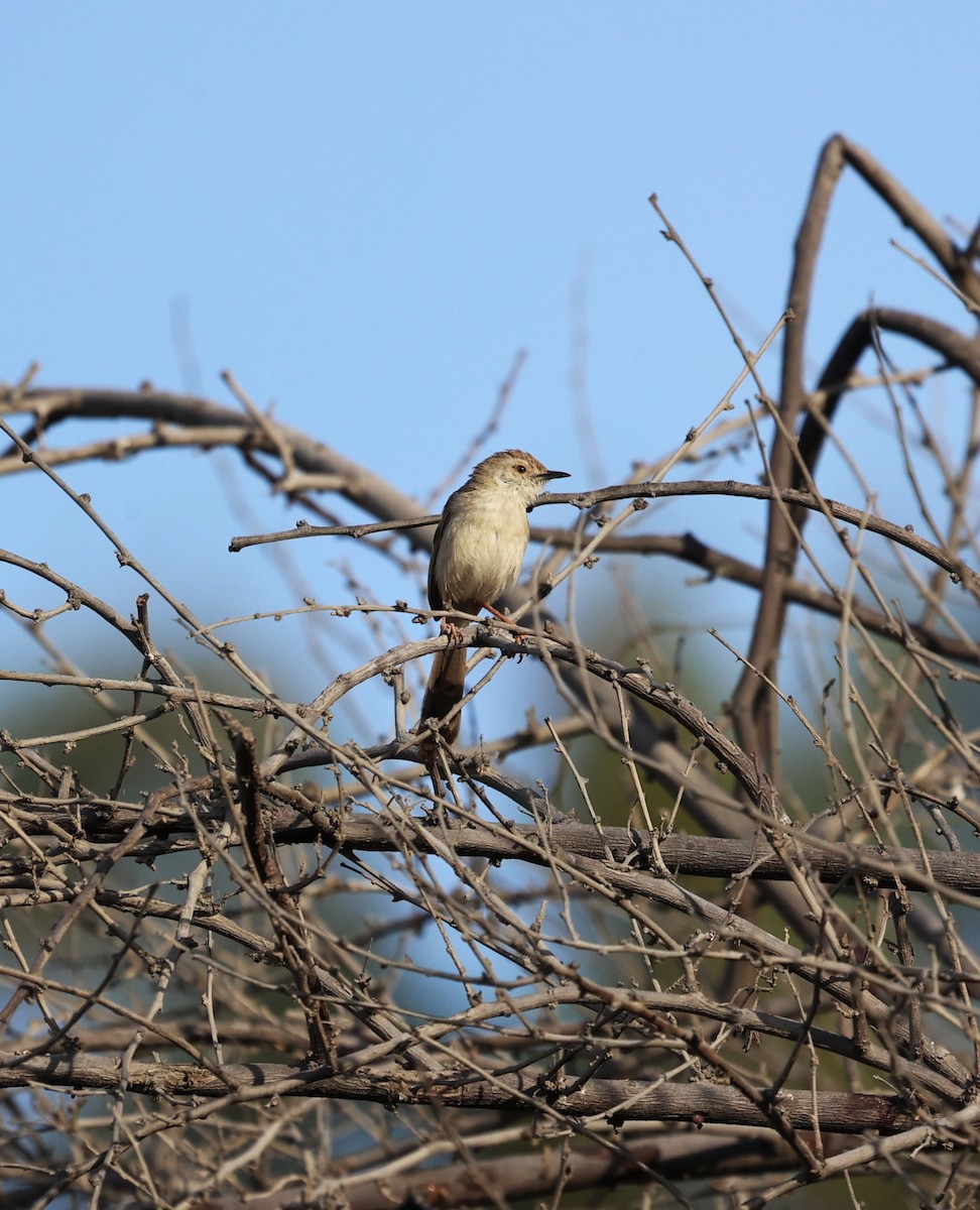Delicate Prinia - ML633269362