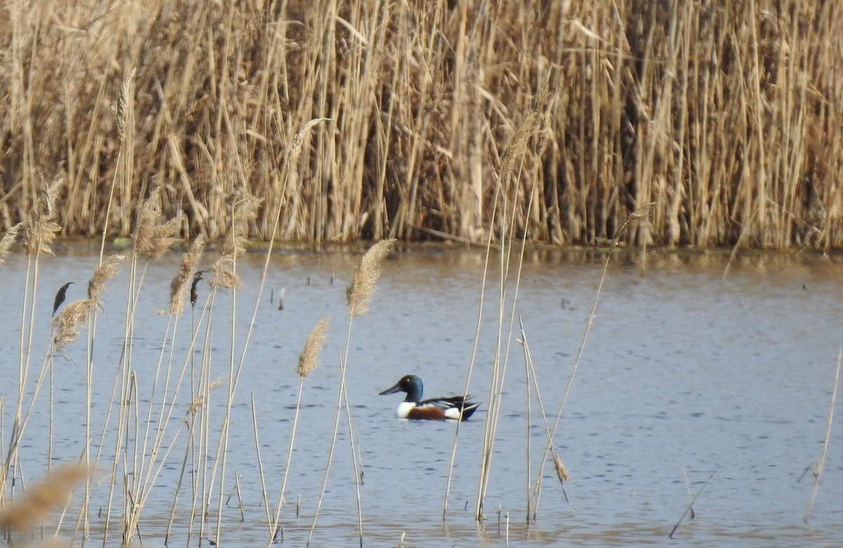 Northern Shoveler - ML633269376