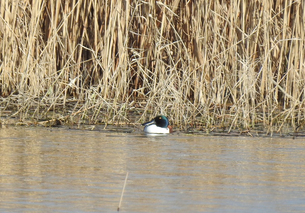 Northern Shoveler - ML633269377