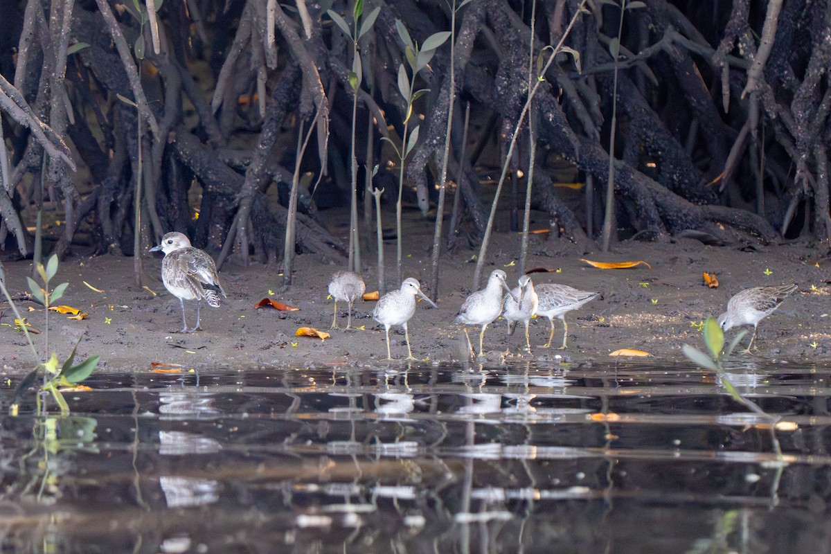 Short-billed Dowitcher - ML633269379